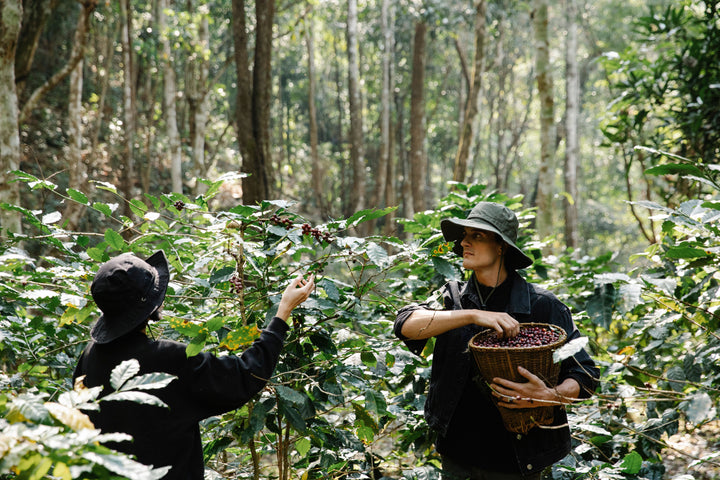 SCA Sustainability Program