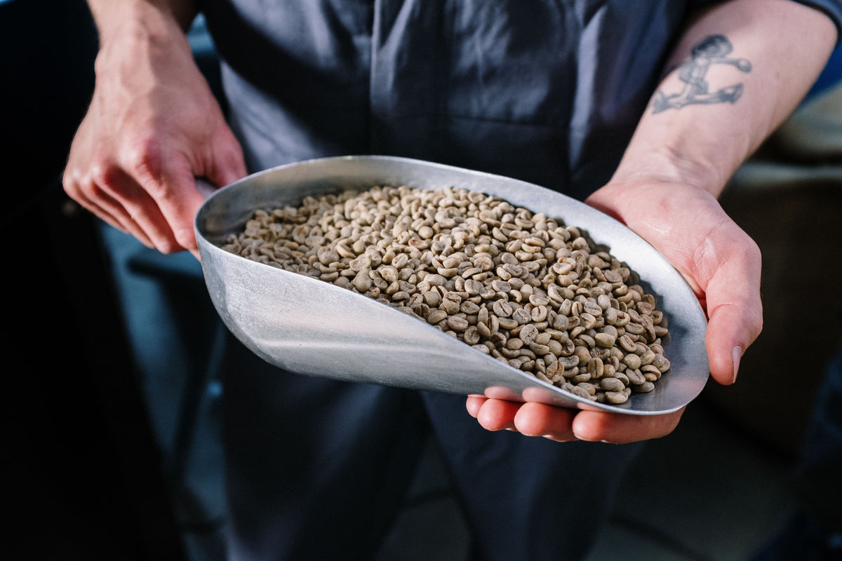SCA Green Coffee Course