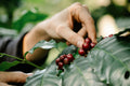 Coffee Sustainability Foundation Course