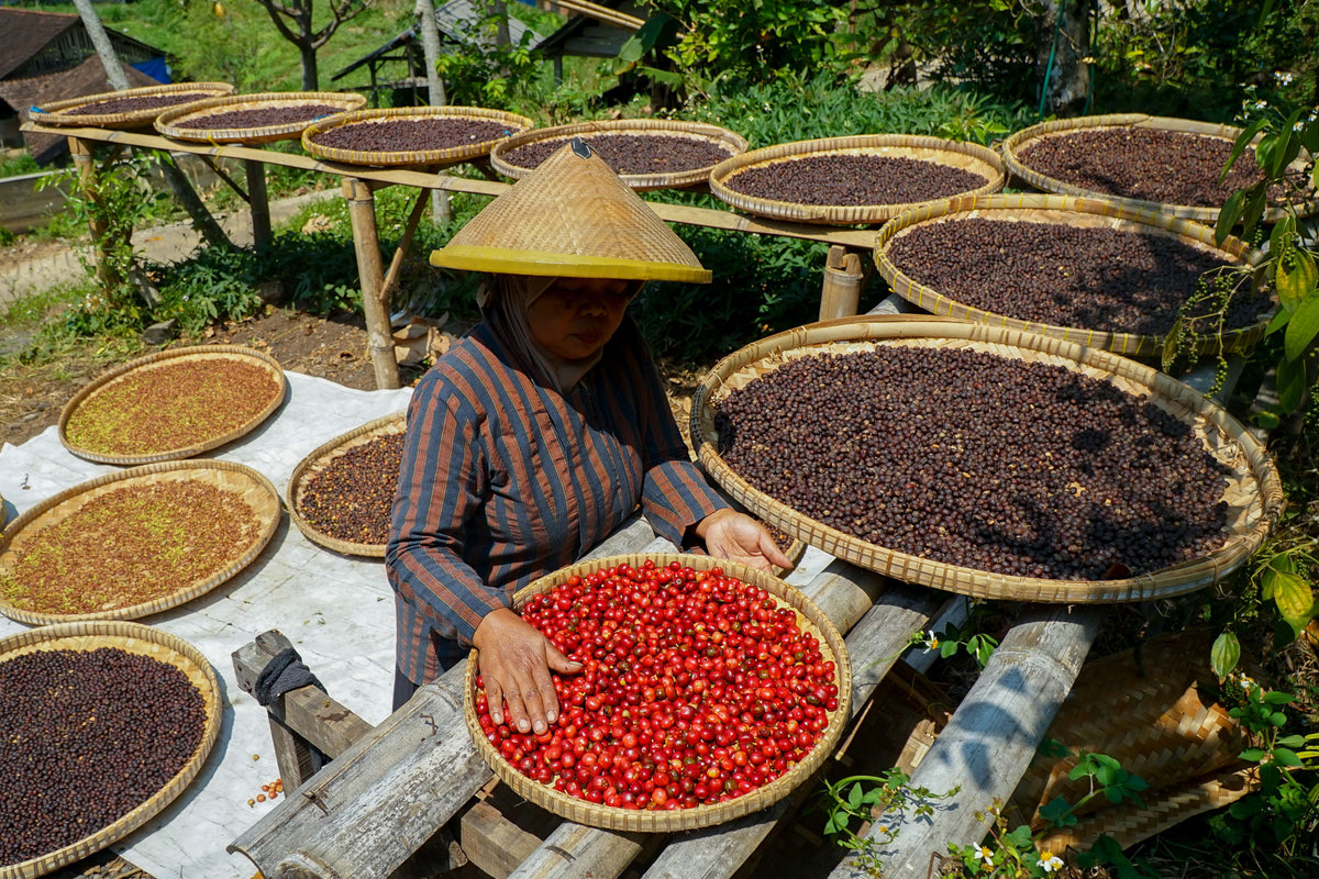 SCA Sustainable Coffee Diploma training